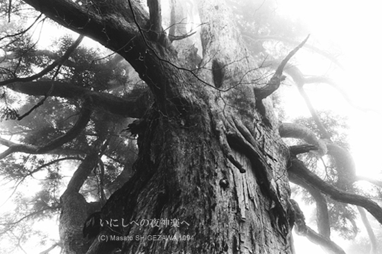 The Sacred Tree in Kyushu Japan